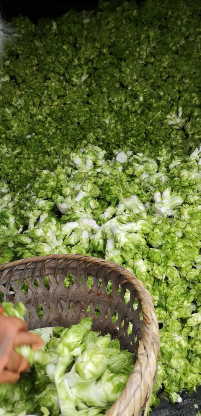 儿菜百亩基地质量很好