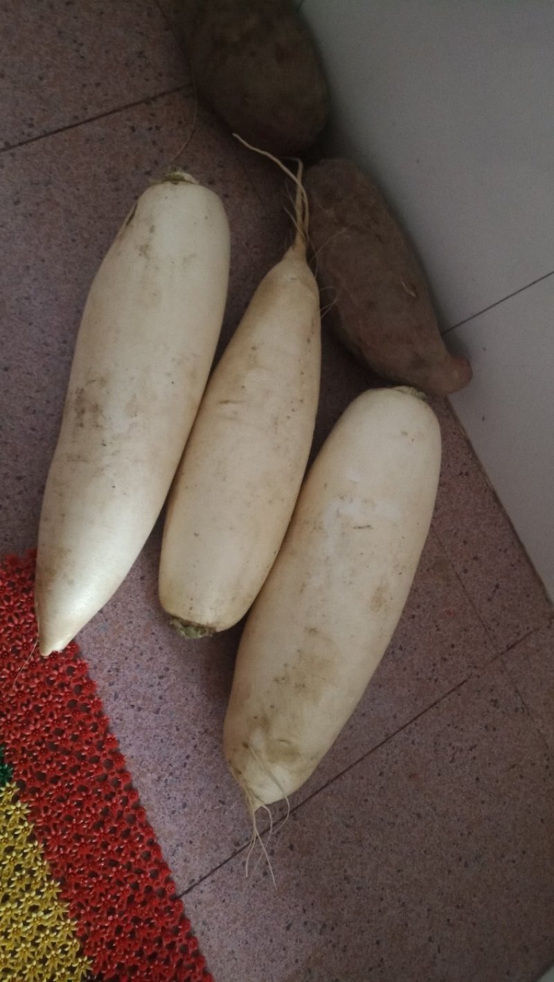 白萝卜
