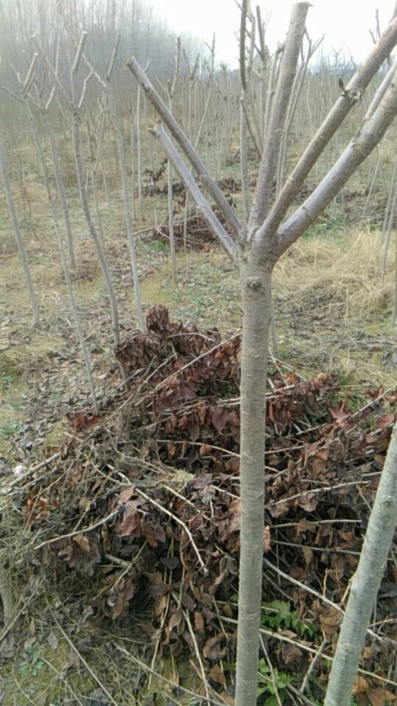 樱花苗嫁接二到六公分