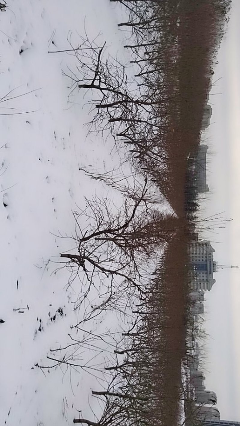雪后农场