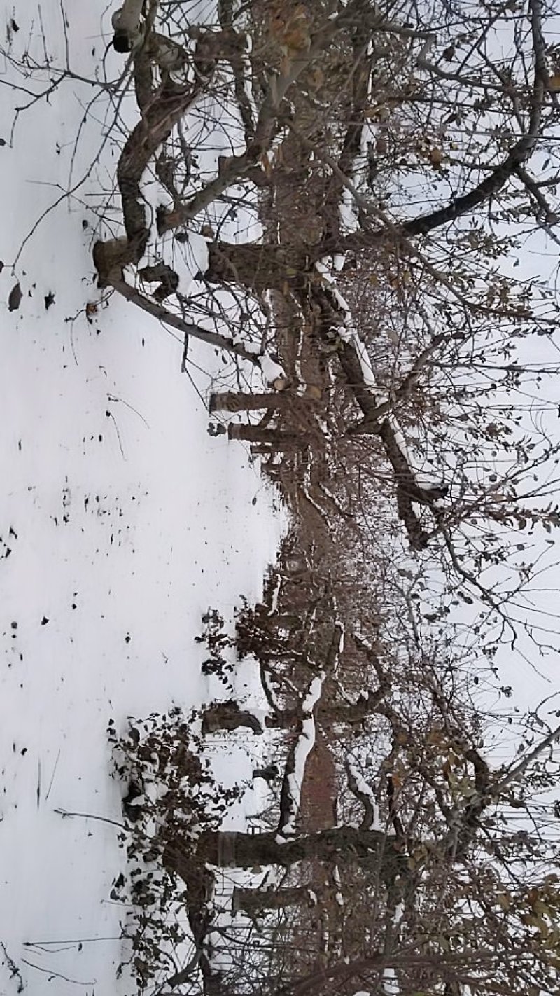雪后农场