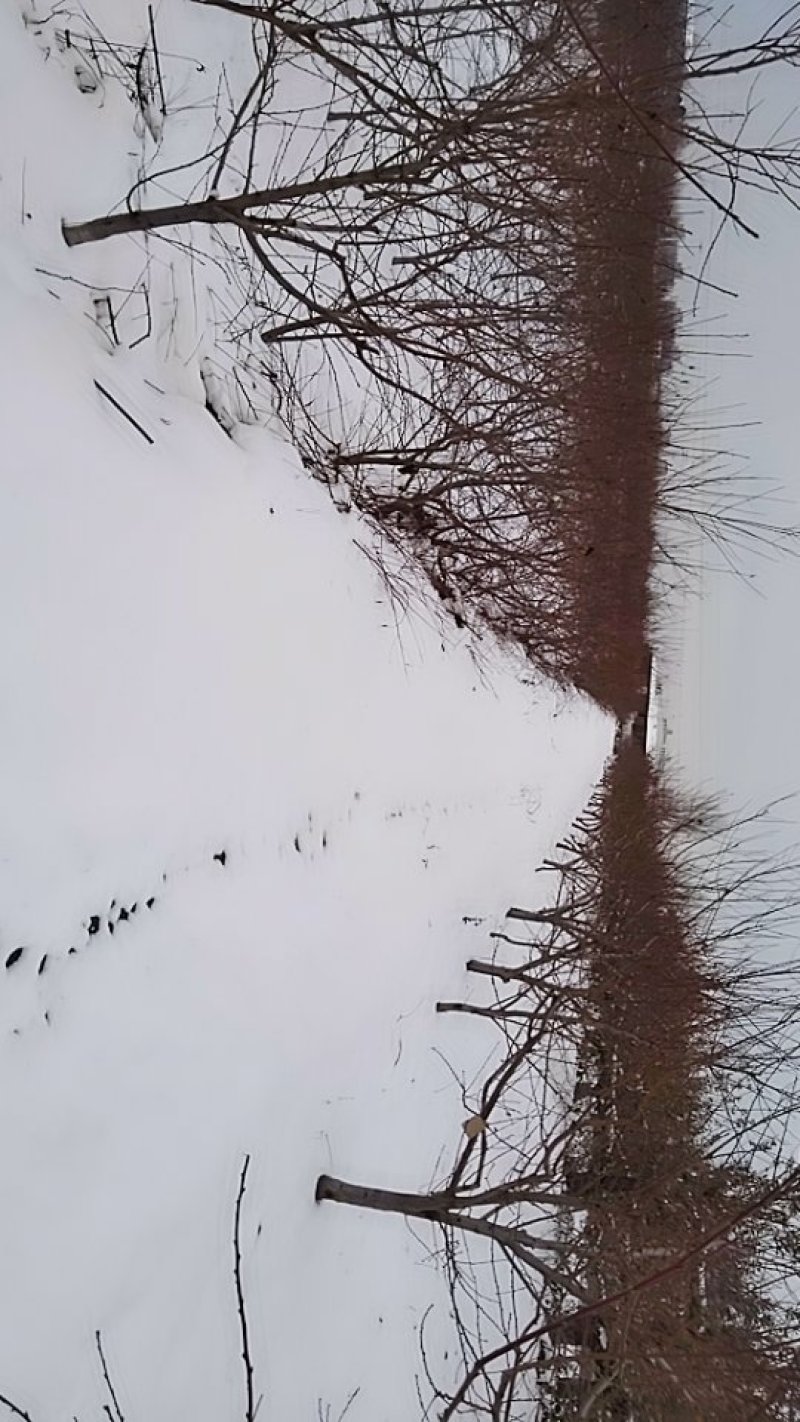 雪后农场