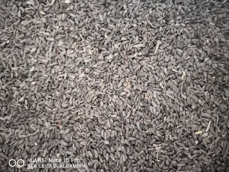 牛蒡子干货中药材用量大从优常年经营各种中药材