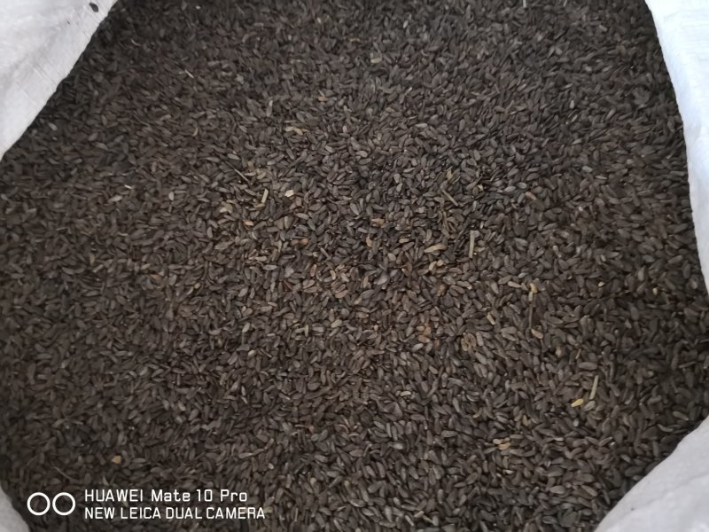 牛蒡子干货中药材用量大从优常年经营各种中药材