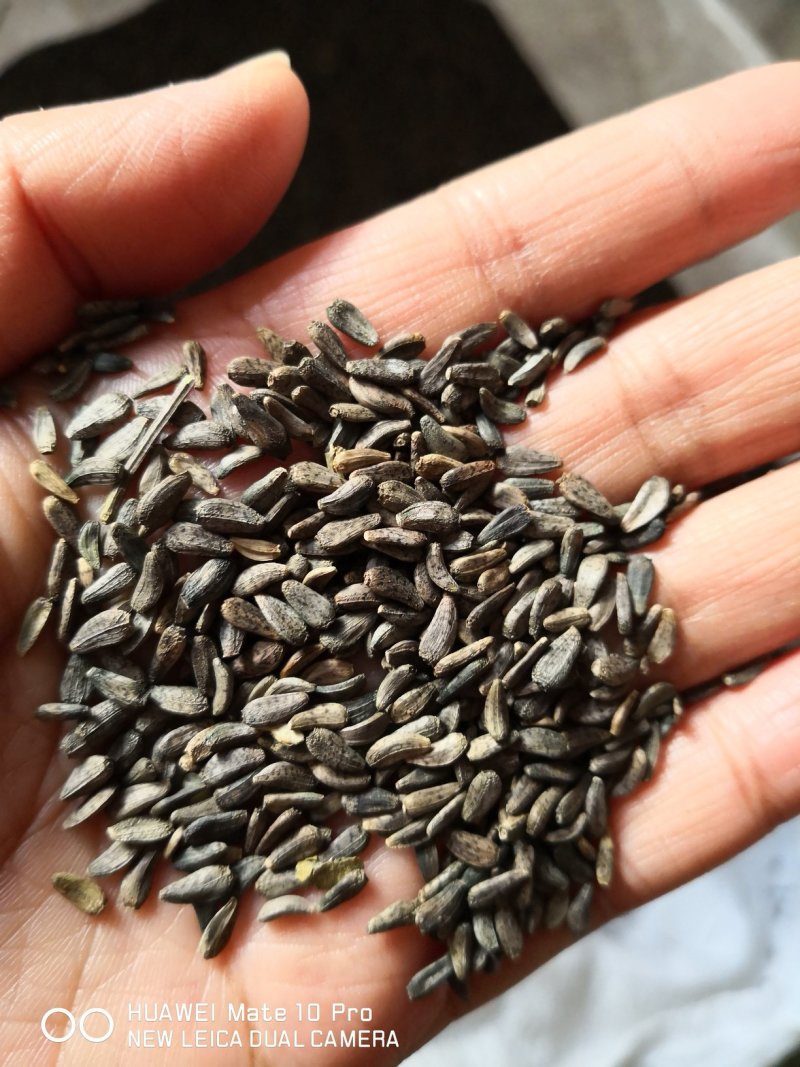 牛蒡子干货中药材用量大从优常年经营各种中药材