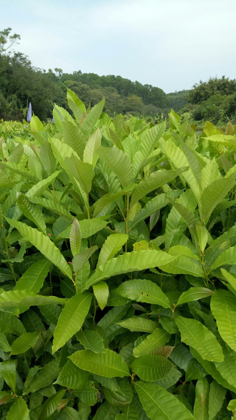黎蒴袋苗