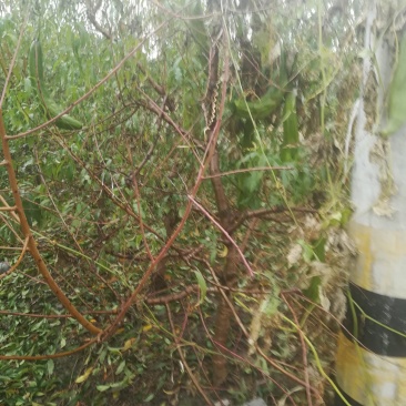 占地桃树