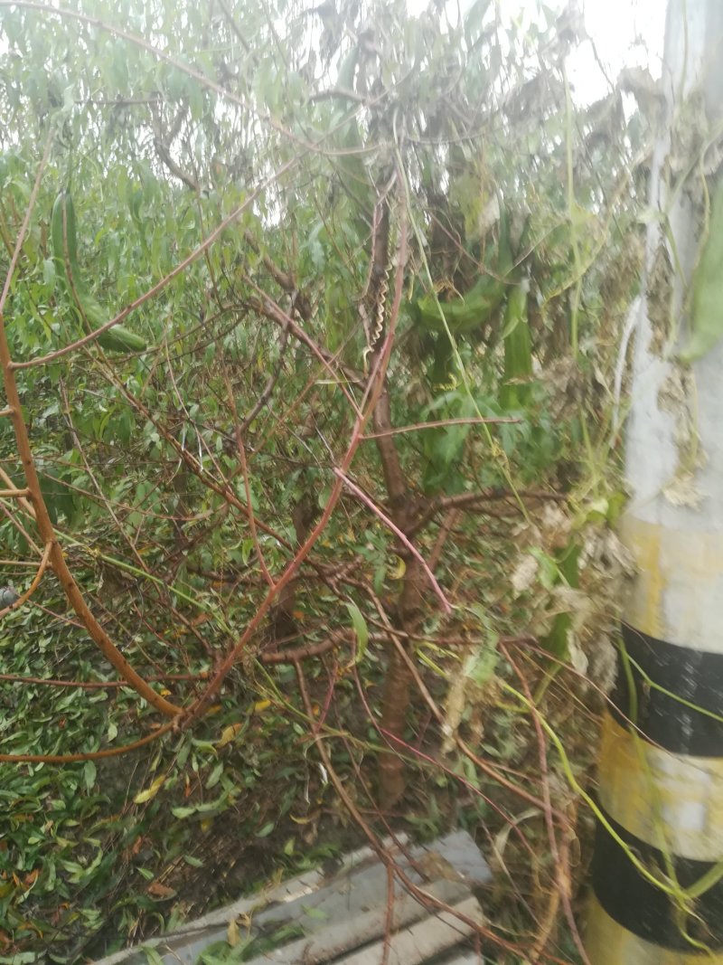 占地桃树