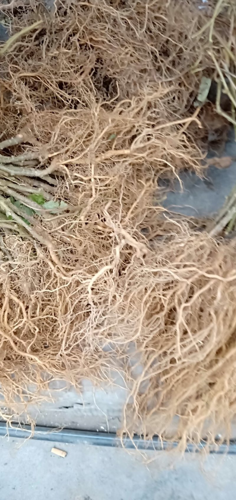 猕猴桃苗规格齐全成活率高适合嫁接现挖现发
