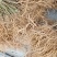 猕猴桃苗规格齐全成活率高适合嫁接现挖现发