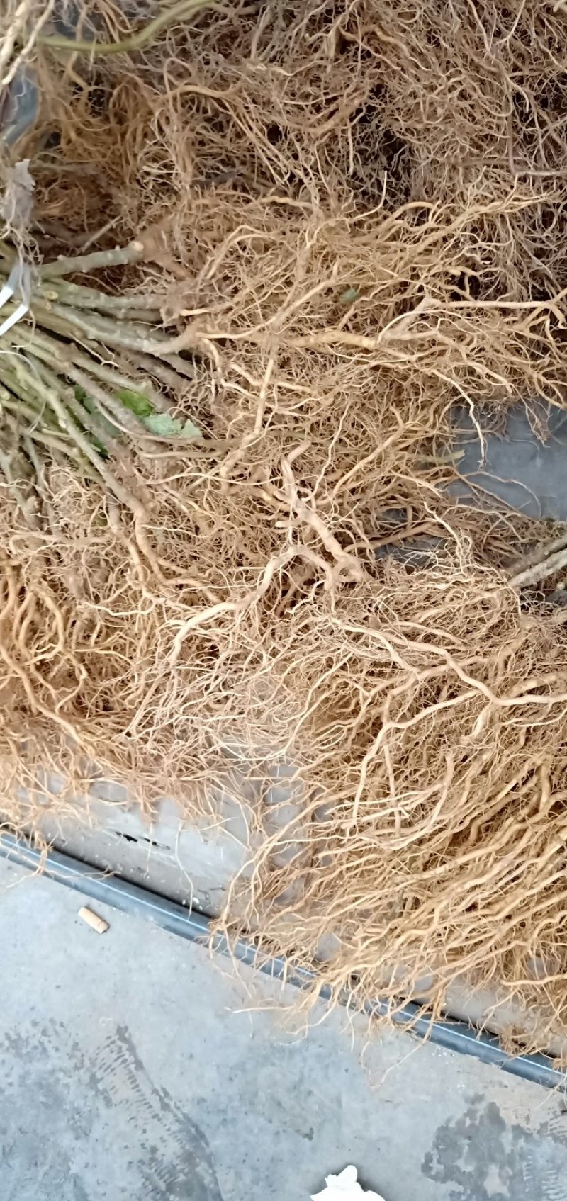 猕猴桃苗规格齐全成活率高适合嫁接现挖现发