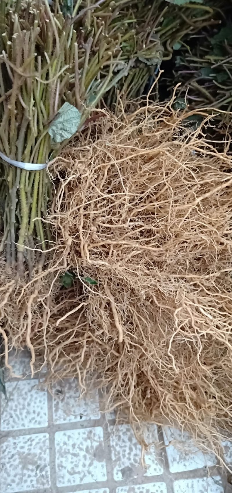 猕猴桃苗规格齐全成活率高适合嫁接现挖现发