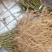 猕猴桃苗规格齐全成活率高适合嫁接现挖现发