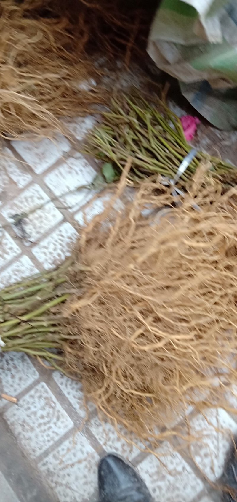 猕猴桃苗规格齐全成活率高适合嫁接现挖现发