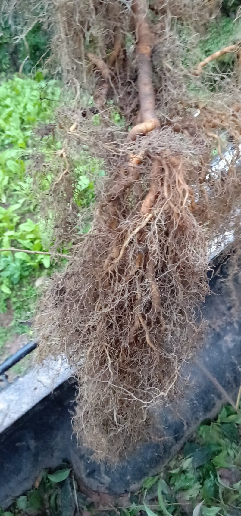 猕猴桃苗规格齐全成活率高适合嫁接现挖现发