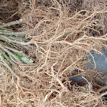 猕猴桃苗规格齐全成活率高适合嫁接现挖现发