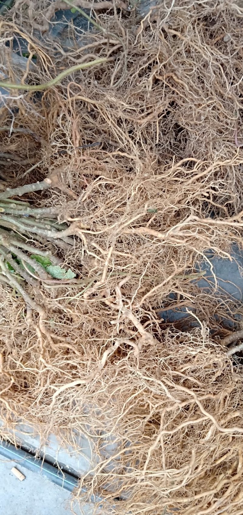猕猴桃苗规格齐全成活率高适合嫁接现挖现发