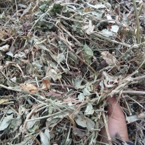 湖北优质花生秧，无土无膜，常年供应，保证质量