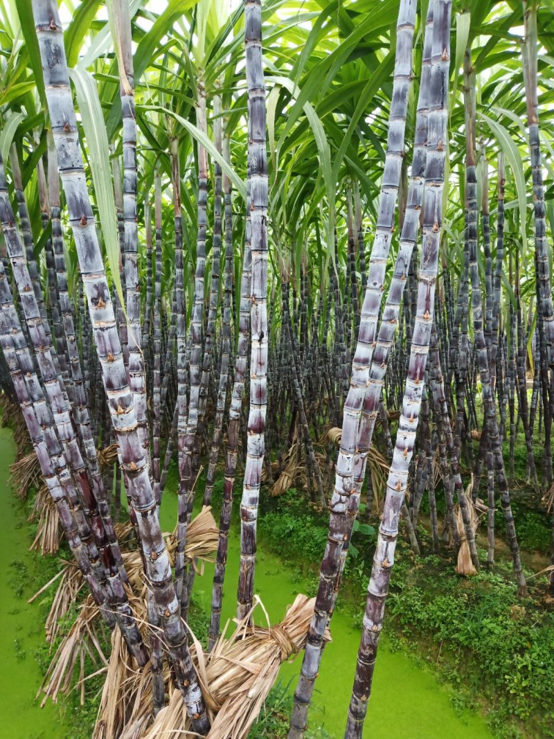 诚信代办，超甜黑皮甘蔗