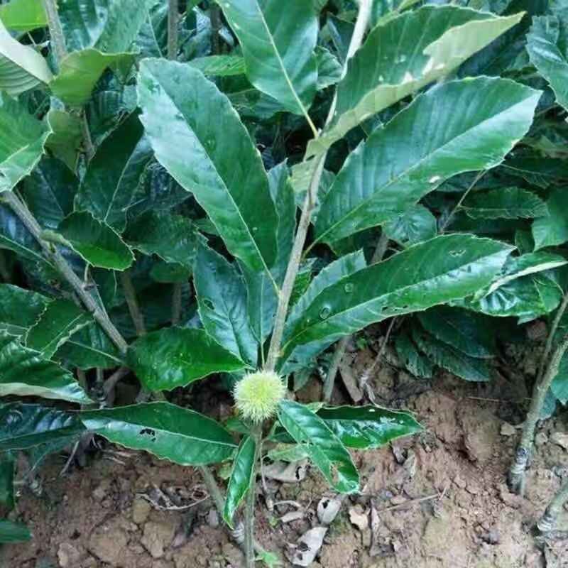 板栗苗嫁接大红袍板栗树苗水果苗栗子苗南方北方种植庭院盆栽