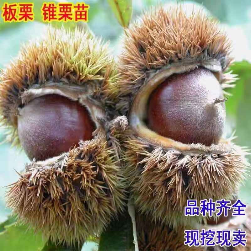 板栗苗嫁接大红袍板栗树苗水果苗栗子苗南方北方种植庭院盆栽