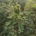 板栗苗嫁接大红袍板栗树苗水果苗栗子苗南方北方种植庭院盆栽