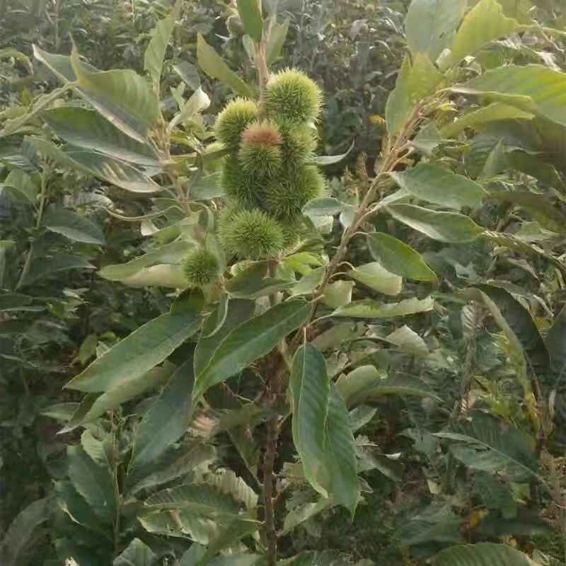 板栗苗嫁接大红袍板栗树苗水果苗栗子苗南方北方种植庭院盆栽