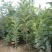 板栗苗嫁接大红袍板栗树苗水果苗栗子苗南方北方种植庭院盆栽