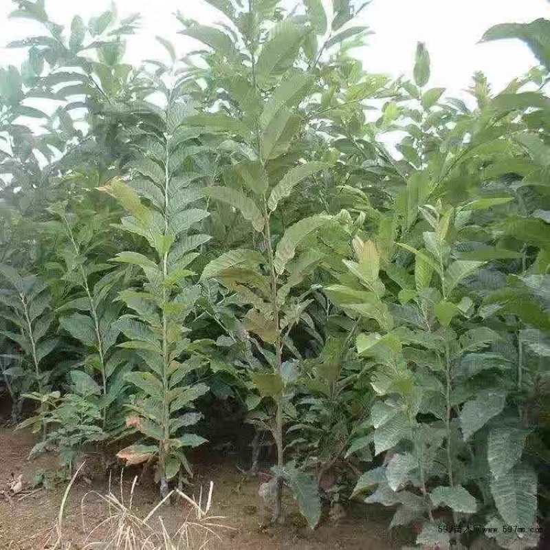 板栗苗嫁接大红袍板栗树苗水果苗栗子苗南方北方种植庭院盆栽