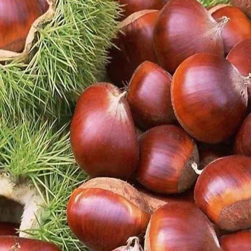 板栗苗嫁接大红袍板栗树苗水果苗栗子苗南方北方种植庭院盆栽