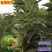 板栗苗嫁接大红袍板栗树苗水果苗栗子苗南方北方种植庭院盆栽