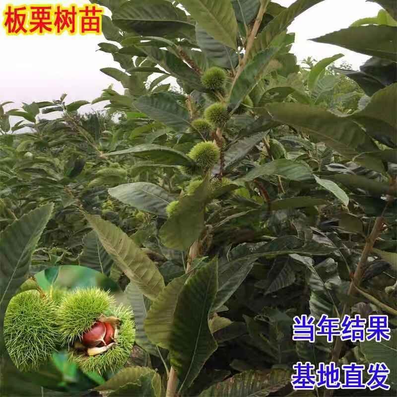 板栗苗嫁接大红袍板栗树苗水果苗栗子苗南方北方种植庭院盆栽