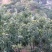 板栗苗嫁接大红袍板栗树苗水果苗栗子苗南方北方种植庭院盆栽