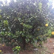 供应柚子树