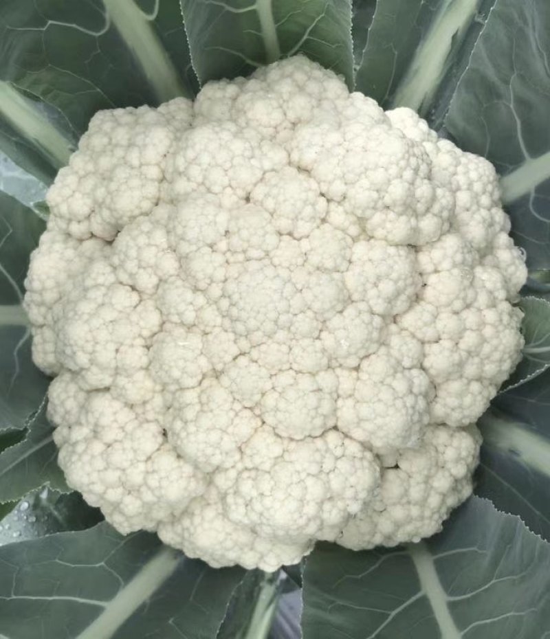 【精】郑研青松85菜花种子，花白梗青，小米粒