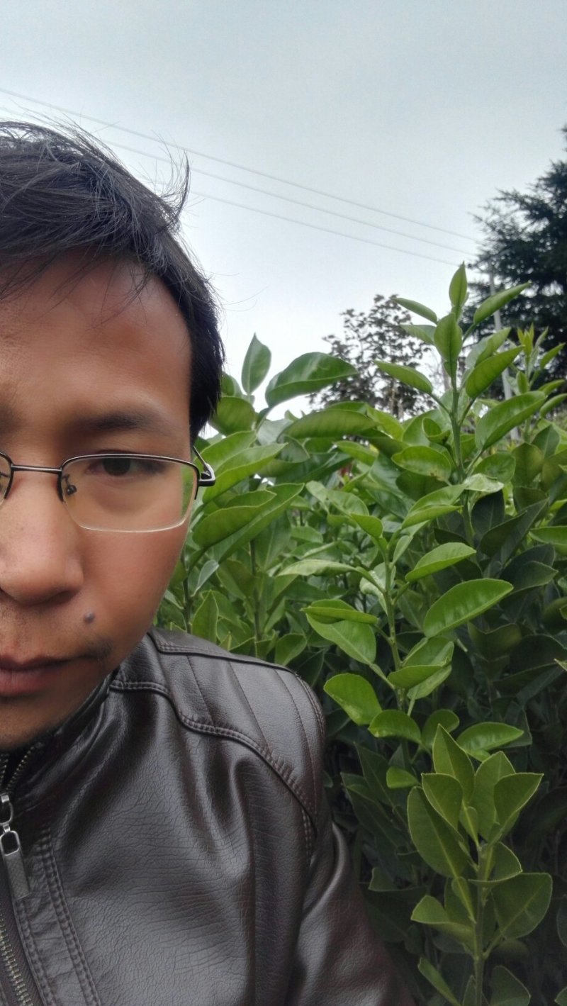 怀化市冰糖柚树苗，金兰柚树苗，安福蚕子树苗，柚子树苗