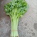 芹菜茼蒿等