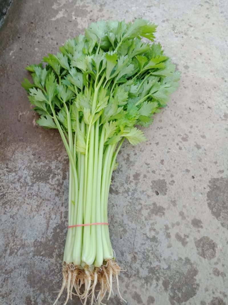 芹菜茼蒿等