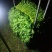 芹菜茼蒿等