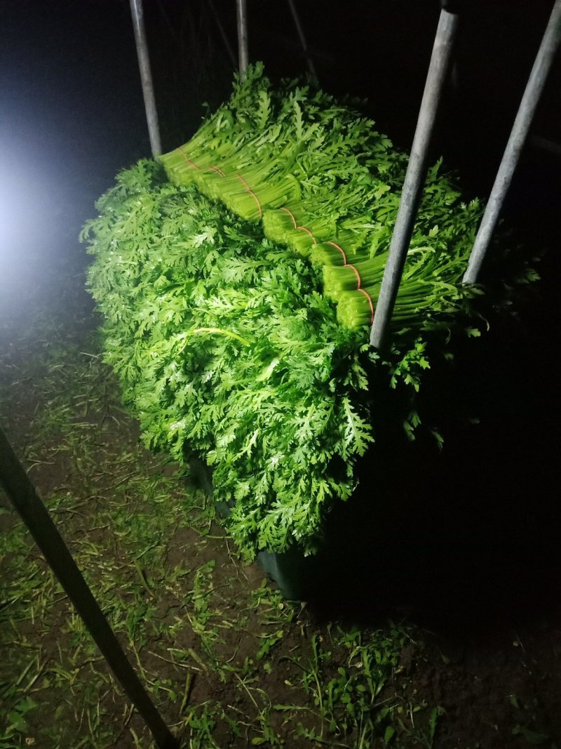 芹菜茼蒿等