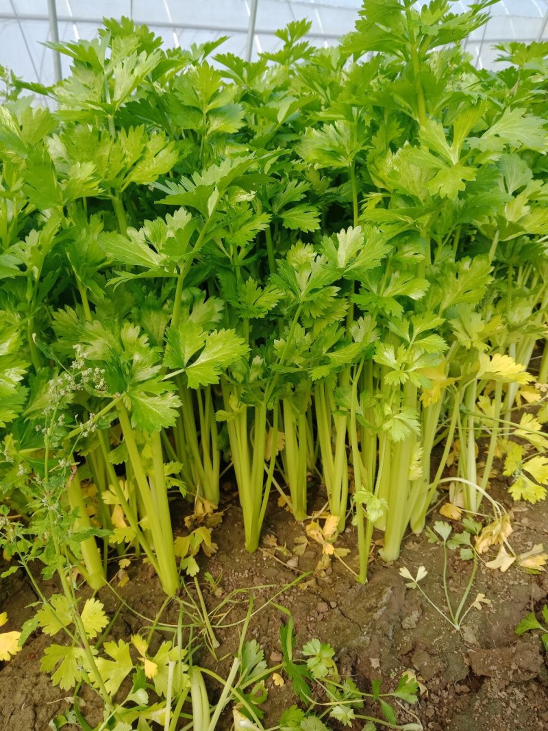芹菜茼蒿等