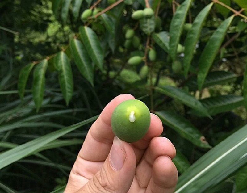 甜种橄榄树苗(原生苗)嫁接苗，60左右高度，带叶带土杯发