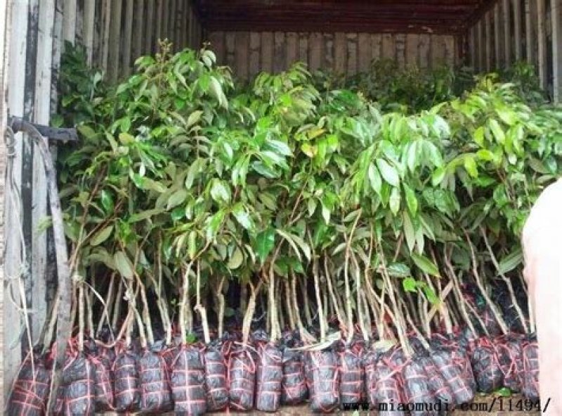 妃子笑荔枝果树苗(带原土杯苗)正品嫁接苗