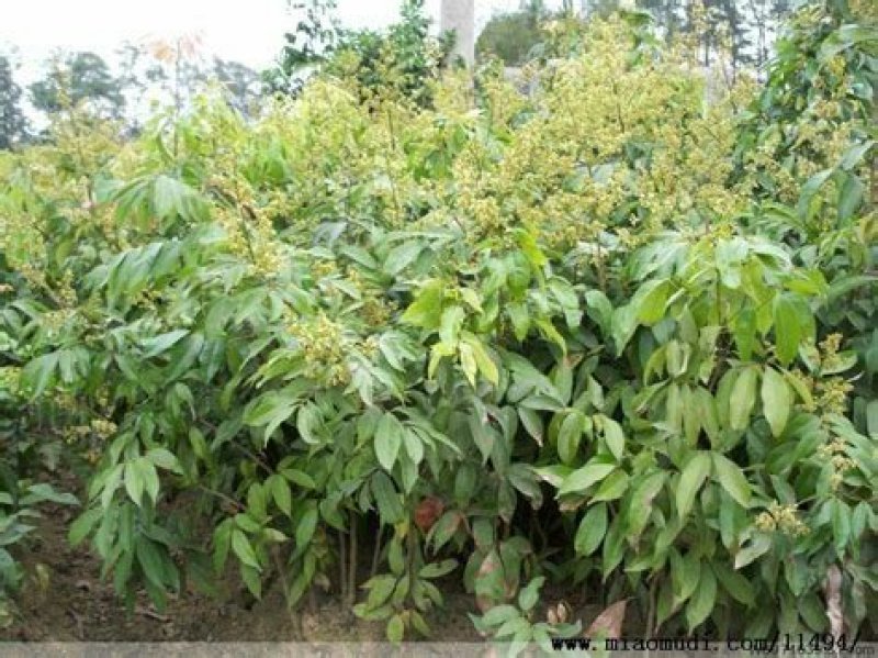 妃子笑荔枝果树苗(带原土杯苗)正品嫁接苗