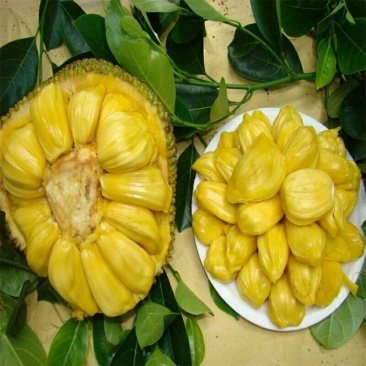菠萝蜜树苗(原土中杯苗)嫁接苗泰国12号8号5号马来一号