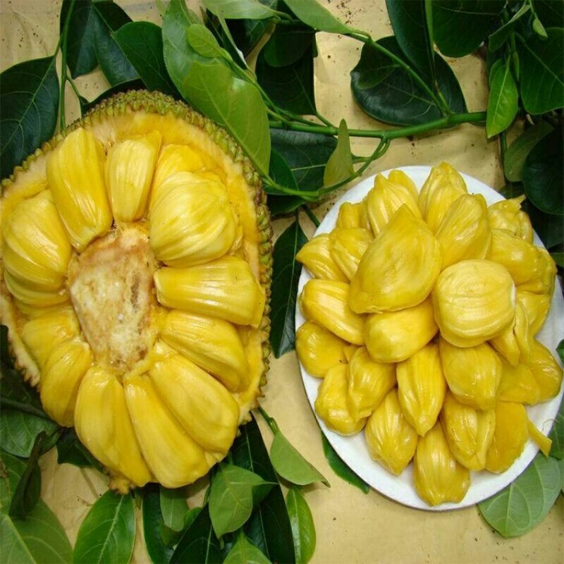 菠萝蜜树苗(原土中杯苗)嫁接苗泰国12号8号5号马来一号