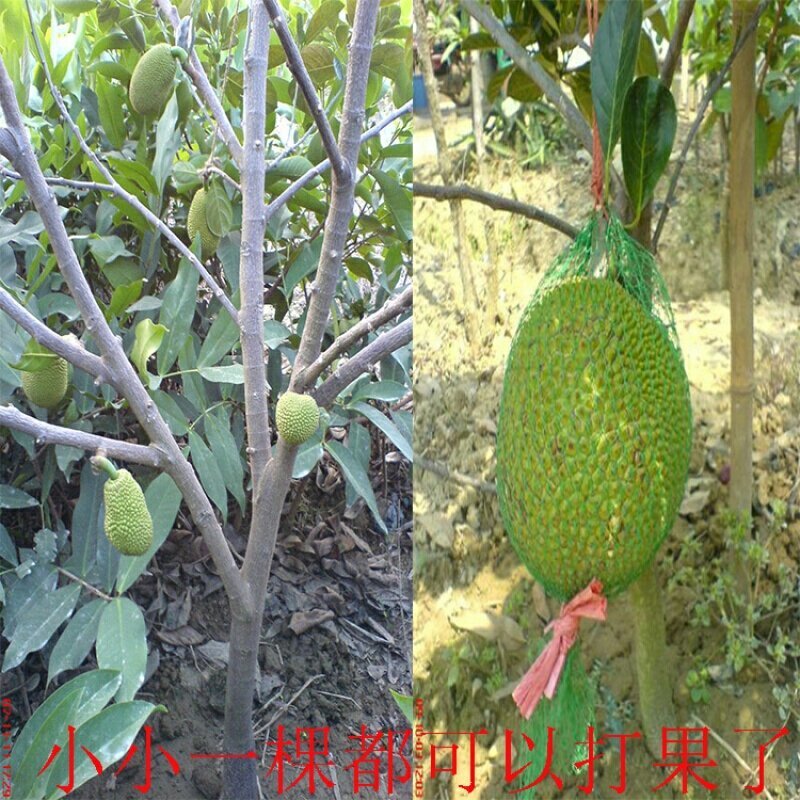菠萝蜜树苗(原土中杯苗)嫁接苗泰国12号8号5号马来一号