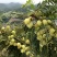 2号甜种油甘果树苗(自主直销)正宗嫁接苗