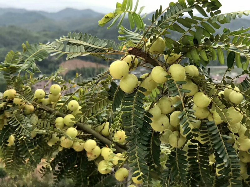 2号甜种油甘果树苗(自主直销)正宗嫁接苗