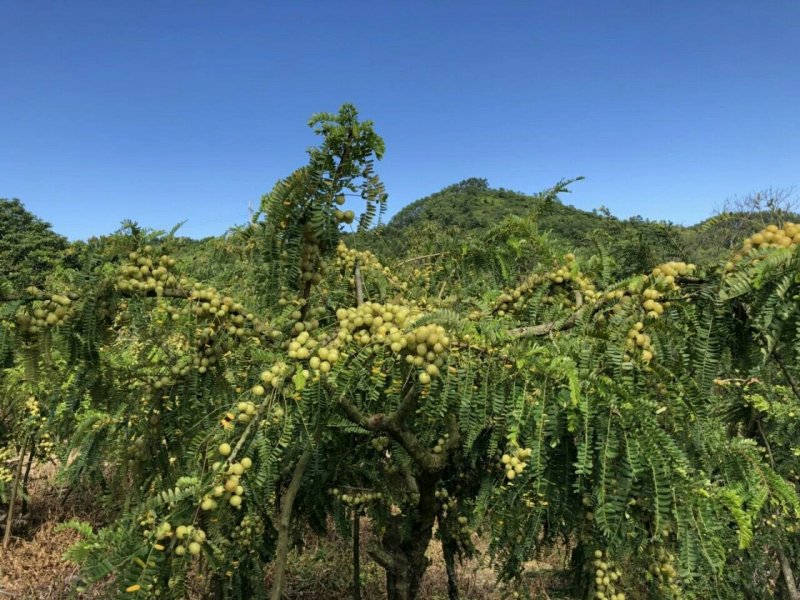 2号甜种油甘果树苗(自主直销)正宗嫁接苗